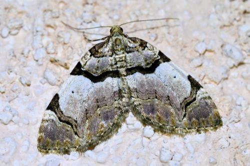 Réf. 336 254 : Anticlea derivata